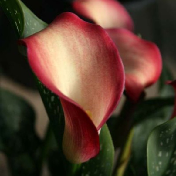 Meet your Posher, Vilma - Picture 7 of 7